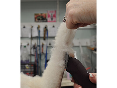 Back to Poodle Basics